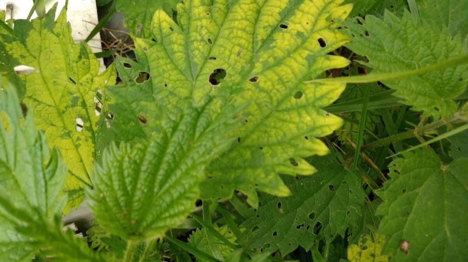 ��� ������� ����� ������ ��� ��������: ������� ����������� ��� ���������