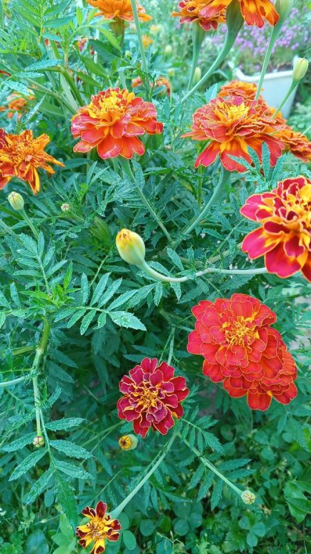 ��� ������������ �� ����: ���� � �������� ��������