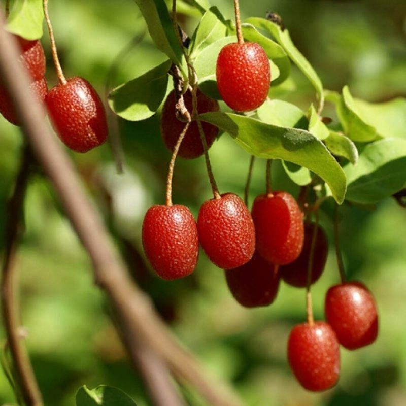 Гуми: новая жемчужина садоводства