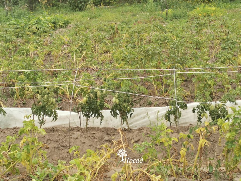 ������������ ������ ��� ������������ ������: ��� ������� ��� ������� �������?