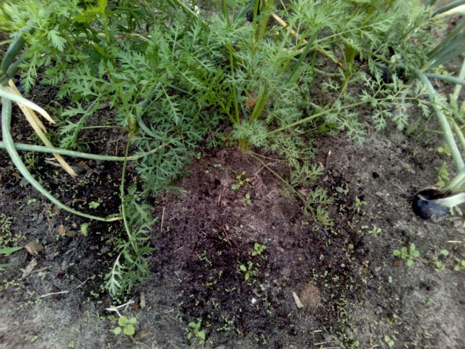 Как добиться идеальных всходов моркови: ключевые ошибки садоводов и их решения