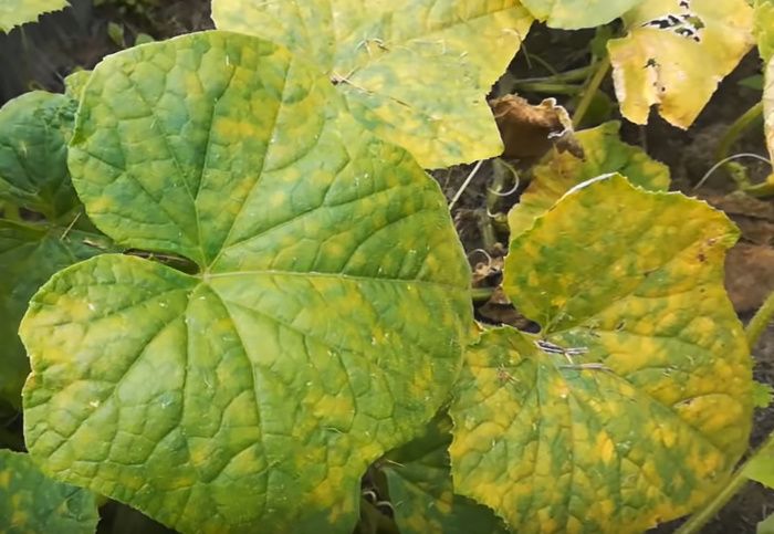 Почему чрезмерная подкормка огурцов может обернуться катастрофой?