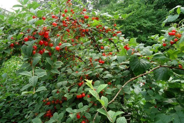 Войлочная вишня: лучшие сорта для вашего сада в 2026 году