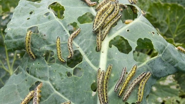 ����������� ������ ������ � ���������� ����������: ��������� � �����