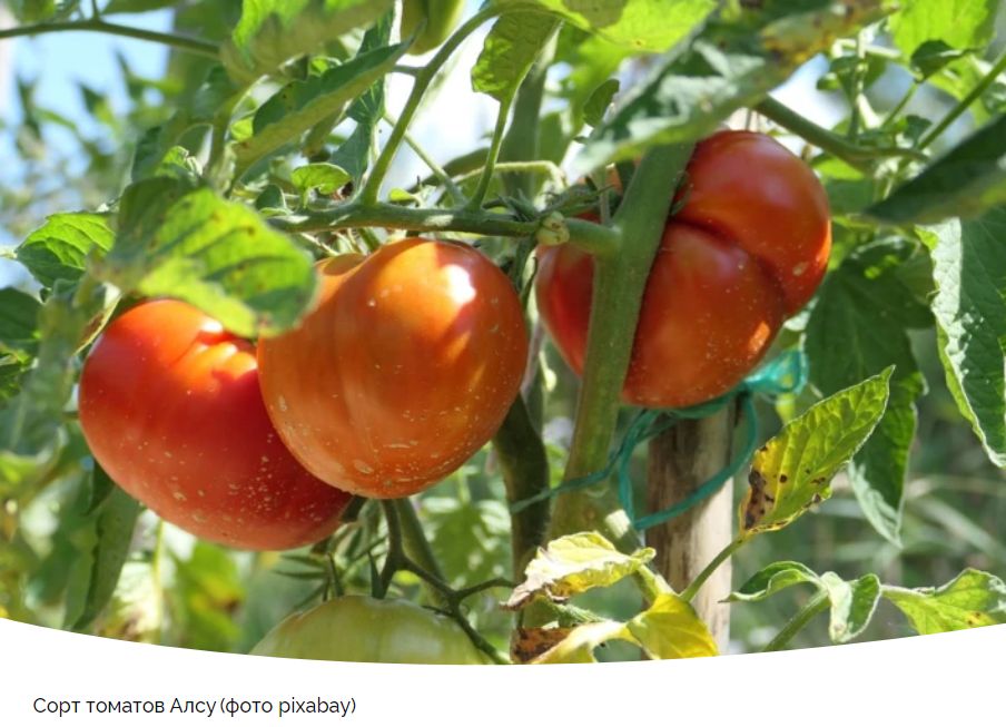 ������ ����� ����: ������������ � ������� ����� ��� ���������� �����������