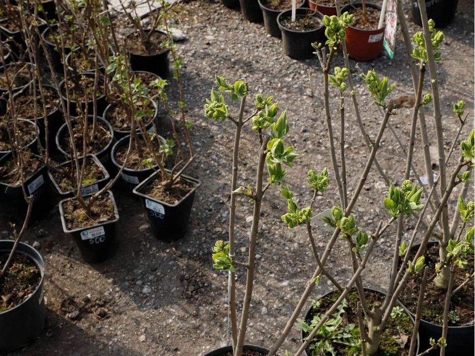 ������� �������: ��������-���������, ������� �������� ������ �������