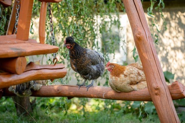 ��� ������� ����� ��� ����: ���� ��� ������ �����������