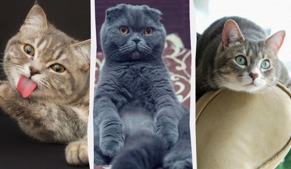 �������� �������: 5 ����� �����, ������� ������ ������ ������� ��������