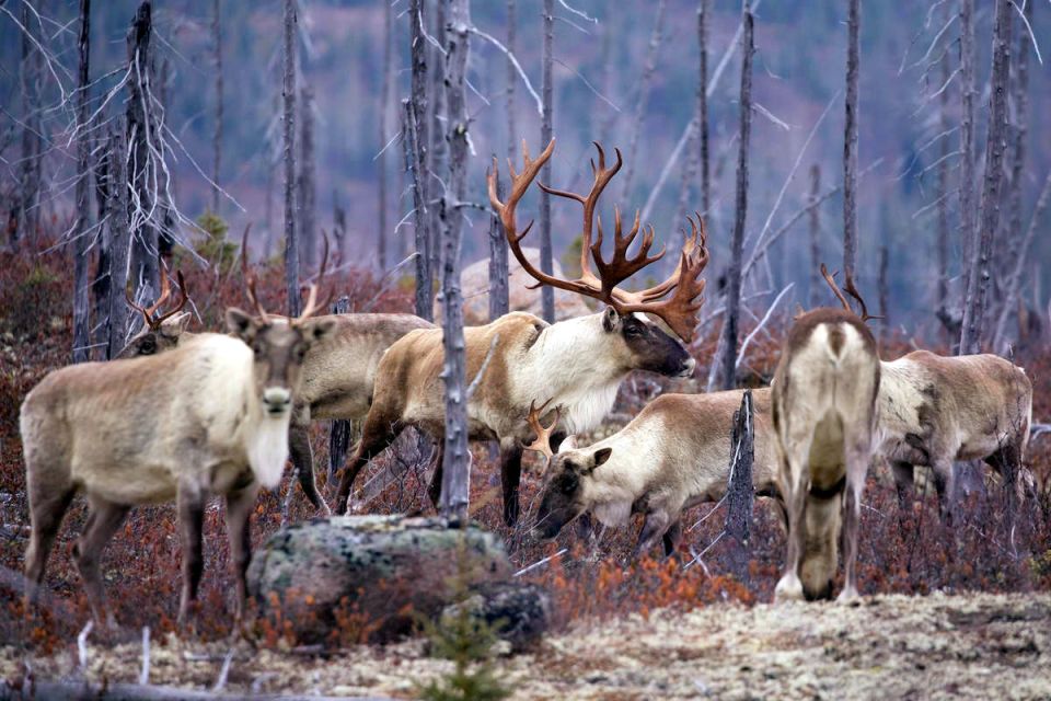 ������� ������������: ������ ������������ ������ � ����� ��������������