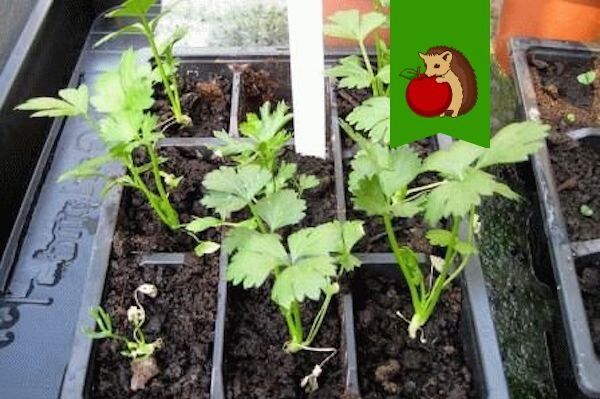 ������� �������� ������� ���������: ��� �������� �������� ������