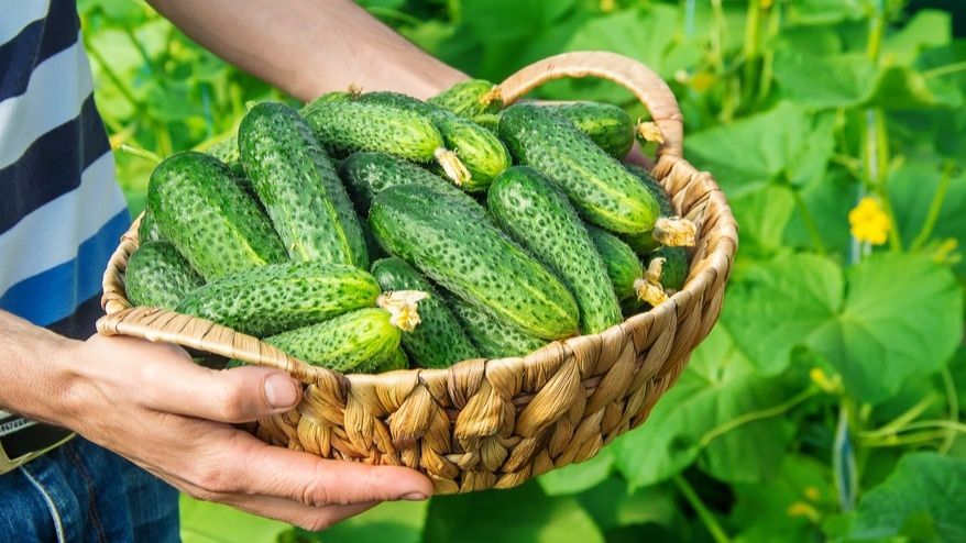 �������� ��������� ��� �������: ������� ���������� �����������