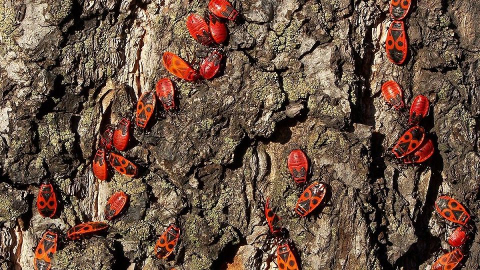 ����������� ������������� ���� �� �������: ������� ��������� �����������