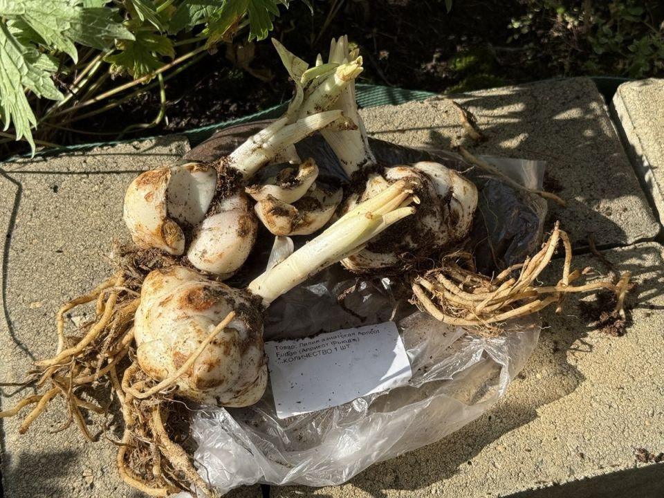 ��� ����� ��������� ������� � ������: ������� �������� �������