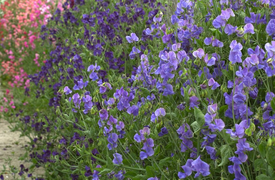 ����: ��������� ����, ������� ������ ��� ���