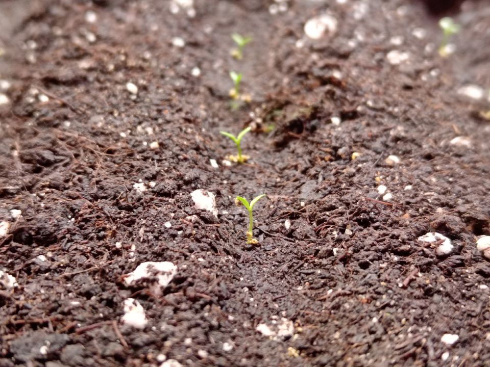 ������� ��������� ����������� �������: 7 ������ ���������� �������