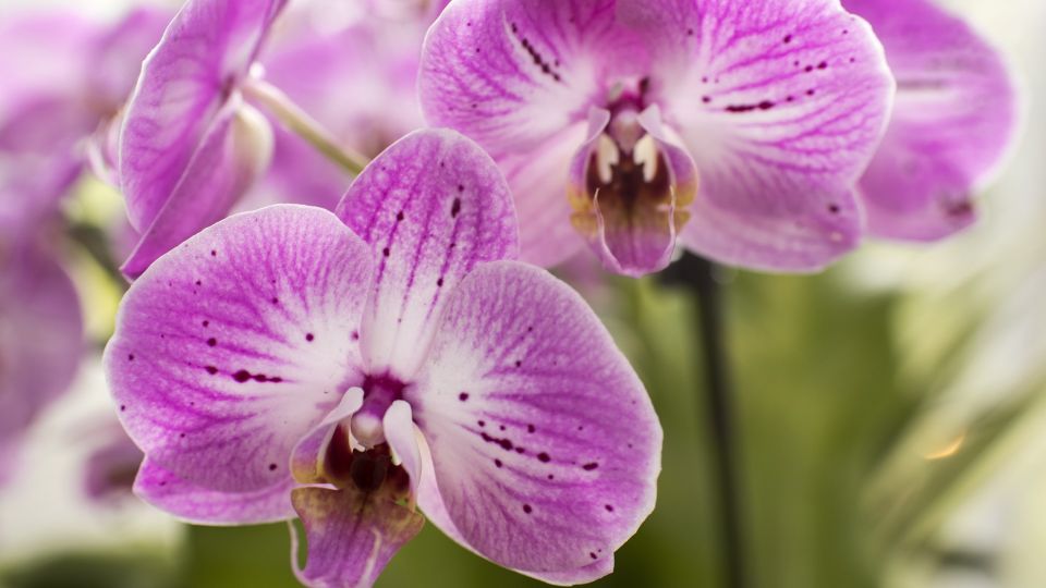 ������� ��� �����, � ���������� ��������: ��� 2 ������ ����� ����������