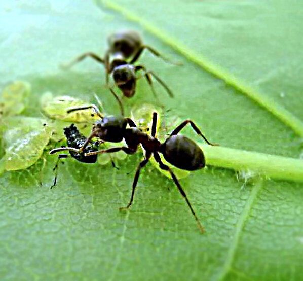 ������� �� ������ �������: ������� ������ ��� ���������� �����?