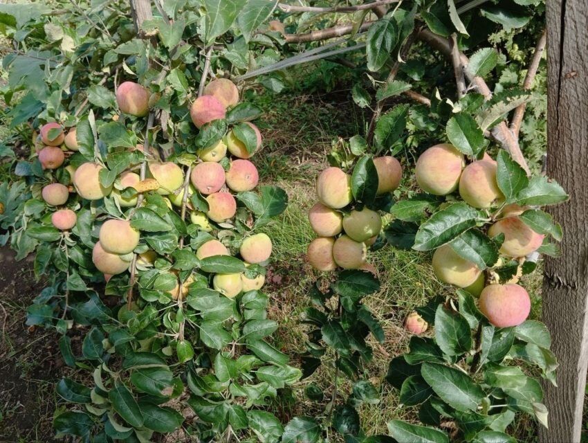 �������� ���������: ��� ����������� ������� ������� ������� �� ����