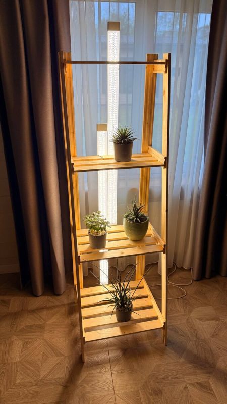 выращивание шпината дома: новый тренд или осознанный выбор?