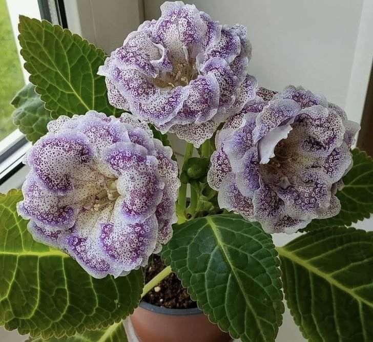 Выращиваем глоксинию: подробное руководство по посеву в торфяные таблетки