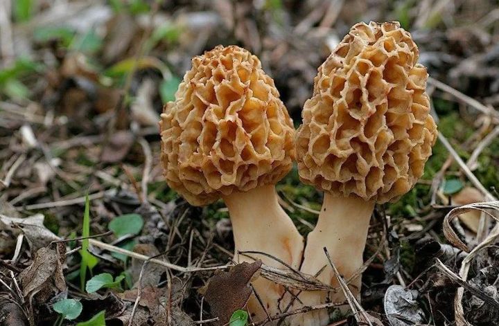 Грибы в теплицах: лучшее время для активной заботы о почве