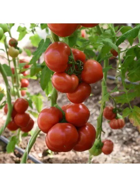 ����� �������: ��������� ����� ��� ������ �������