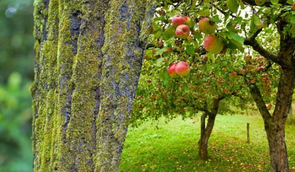 ������ � ���� � �����������: ������� �������� ����� �������� ��������