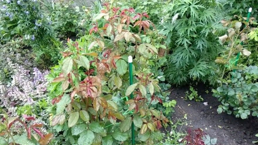 осенний уход за розами: три проверенные схемы для идеальной зимовки