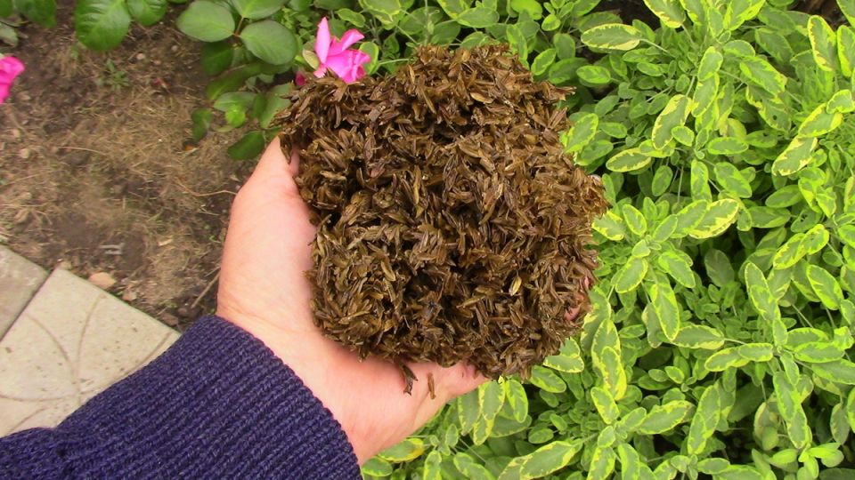 ������� ������: ������� �� ���������� � �����������