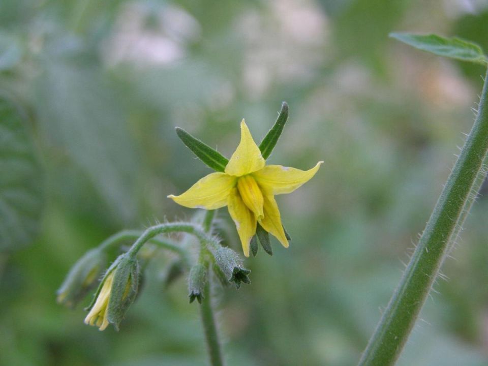 ���������� �����: ������������� �������� � ������ � ����������� � ��� ��������� ��������