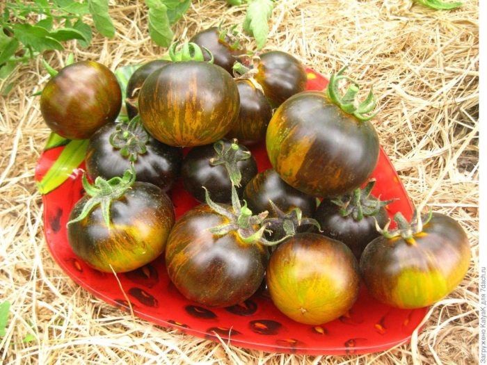 Томат синезелено-зебра: как вырастить редкий биколорный сорт в теплице