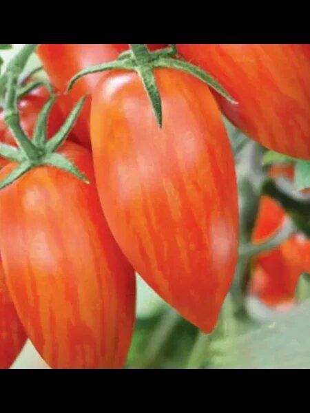 Томат Леденец красный: сладкие плоды?бусины для сада и балкона