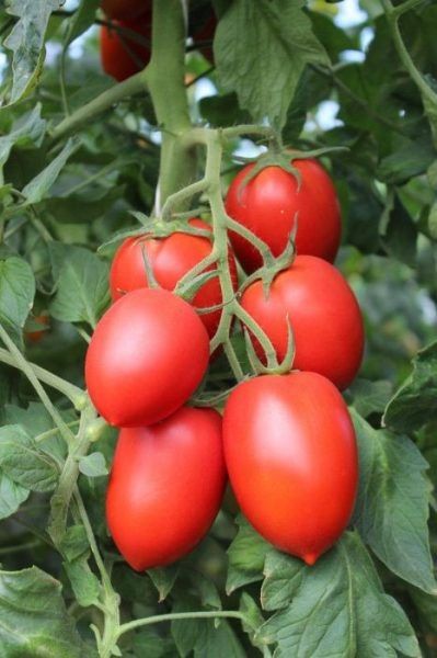 Редакционный взгляд на томат Империя: устойчивый куст и стабильный урожай в теплицах