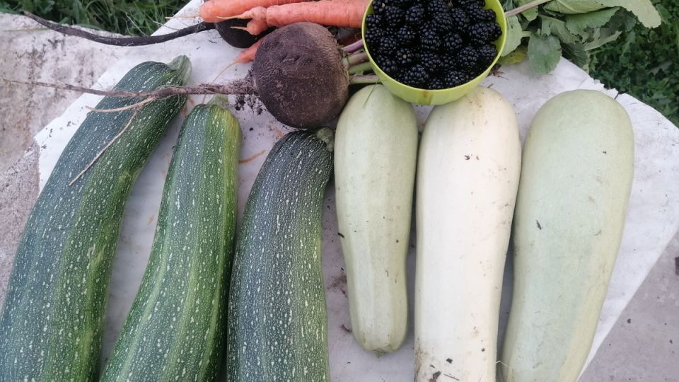 ��� ����� ������ �� 40 �� ���������� ���������� ������� � ���������� ��������� �����