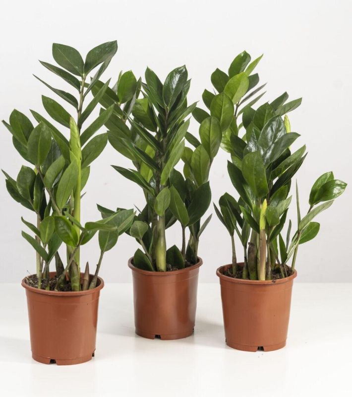 Замиокулькас: спокойное объяснение причин пожелтения листьев и простые решения