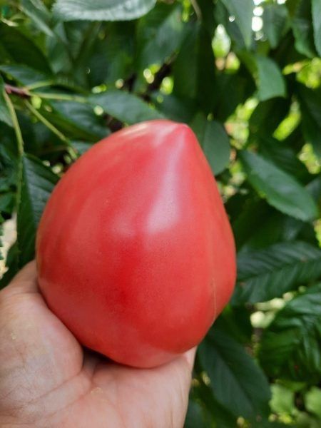 Утиный нос: спокойный взгляд на необычный томат с крупными плодами и носиком