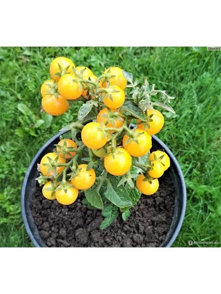 Томат Оранжевая шапочка: компактный помощник балкона и подоконника