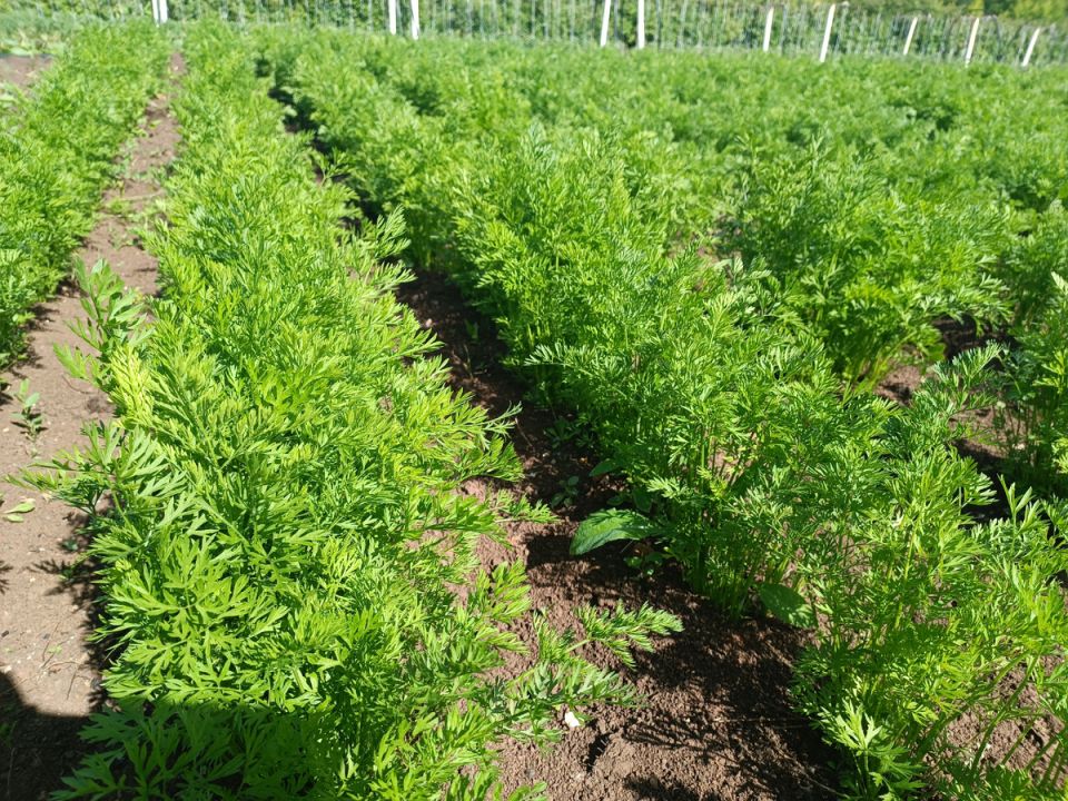 Почему скашивание ботвы моркови перед уборкой вызывает спокойное переосмысление