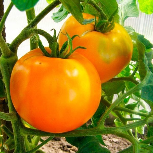 ��������� ������: ���������� ����������� ������ ��� ��������� ������