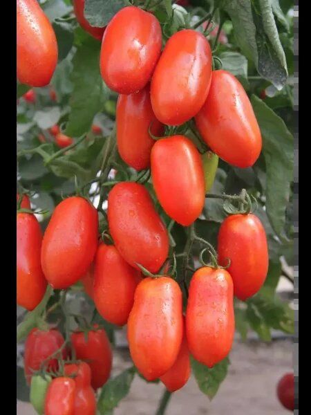 Томат Лариса: спокойный взгляд на устойчивый урожай и простой уход