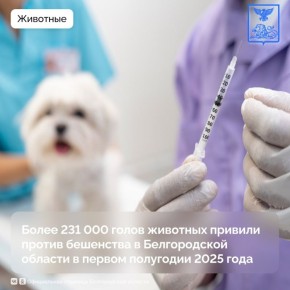    2025         231  