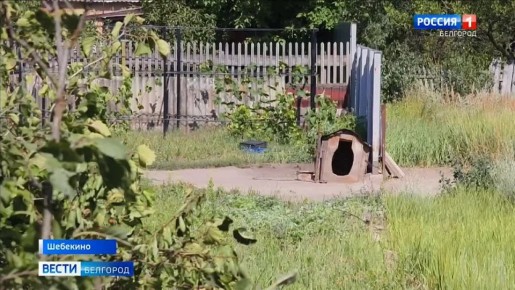 В этом дворе частного дома в Шебекино вражеский снаряд убил пса по кличке Дружок