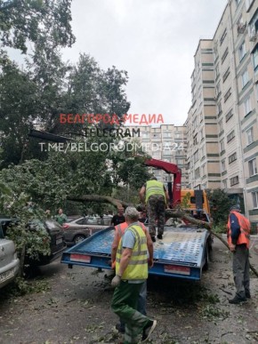 На ул. Первомайской в Белгороде из-за непогоды упали деревья