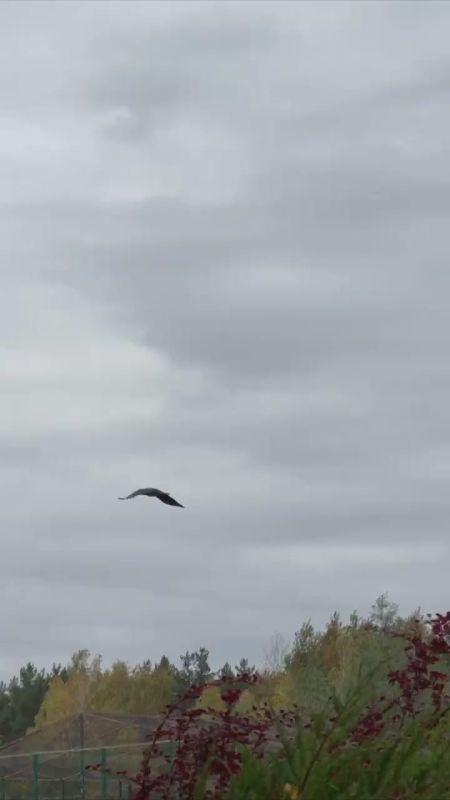 Предлагаем выдохнуть и запастись спокойствием, которое излучают пушистики в белгородском зоопарке