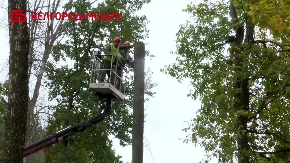 В Пушкинской аллее Белгорода активно идут работы по удалению аварийных и сухостойных деревьев