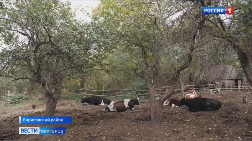 Дом разрушен, но хозяйство – стадо коров – удалось спасти