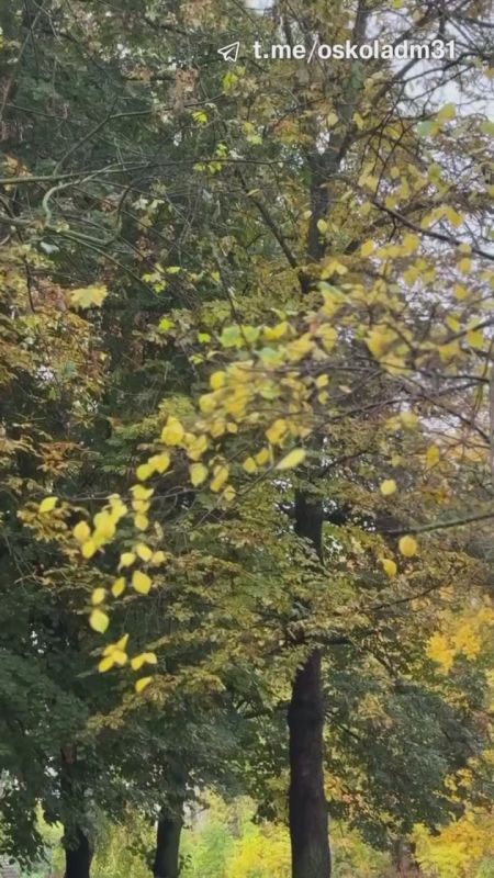 Доброе утро, Старый Оскол. Желаем вам приятного завершения рабочей недели Наш канал в МАХ