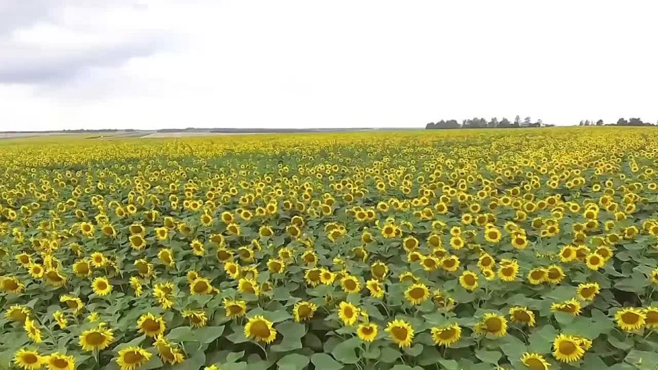 Уважаемые труженики полей и ферм, работники и ветераны агропромышленного комплекса, владельцы личных подсобных хозяйств!