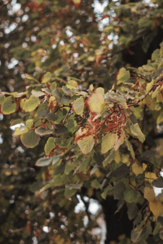Сегодня, 12 октября, в Белгороде будет пасмурно