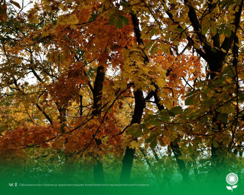 12 октября. Температура воздуха 11°C, пасмурно, небольшой дождь